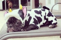 kids-dressed-like-cows-for-a-free-chicken-sandwich-2-6070-1436901248-8_dblbig